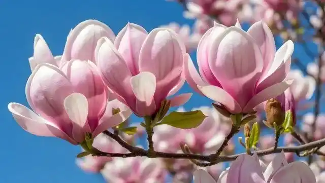 Magnolia Essential Oil