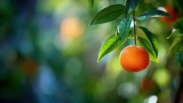 Mandarin Essential Oil
