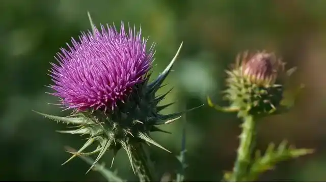 Milk Thistle