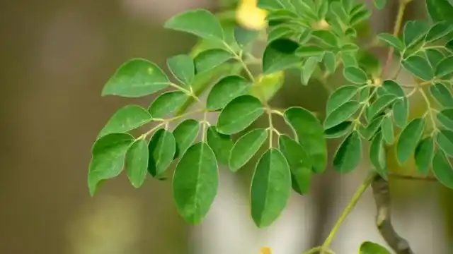 Moringa