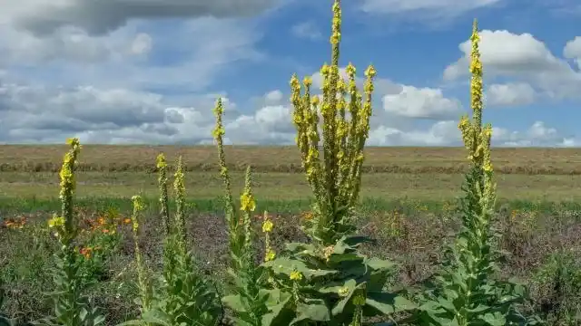 Mullein