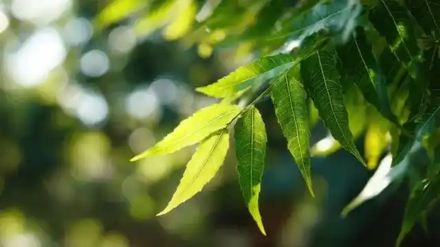 Neem