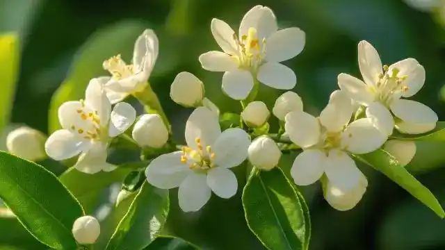 Neroli Essential Oil