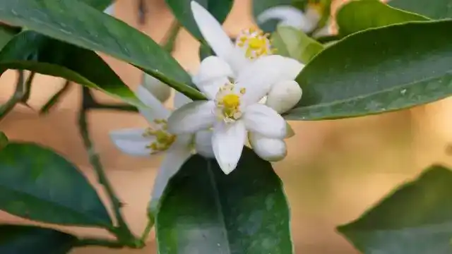 Neroli