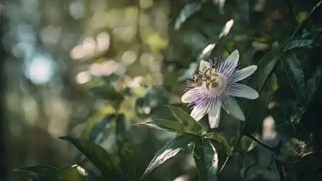 Passionflower