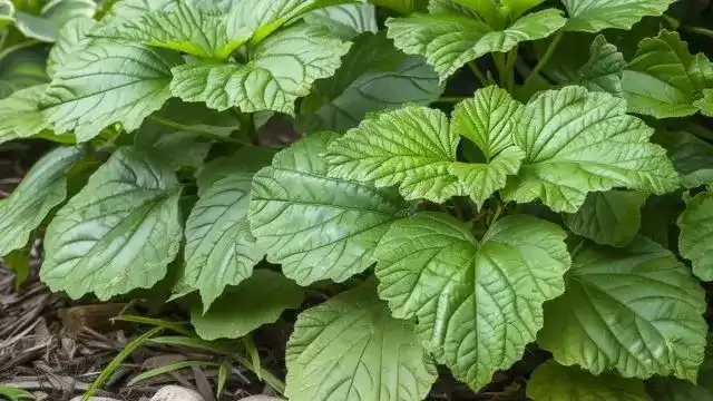 Patchouli Essential Oil