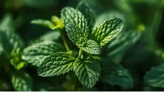 Peppermint