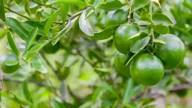 Petitgrain Essential Oil