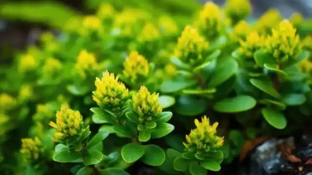Rhodiola