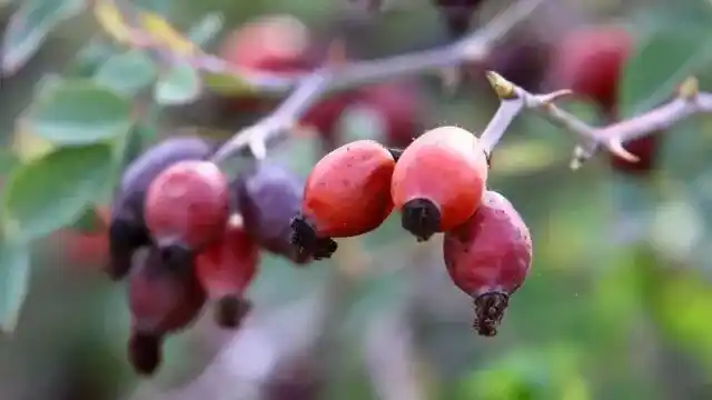 Rosehip