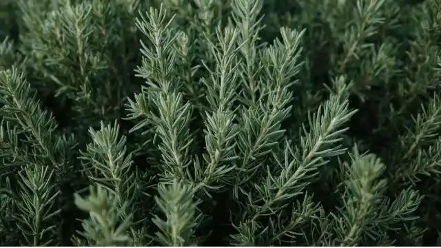 Rosemary