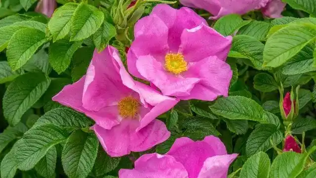 Rugosa Rose