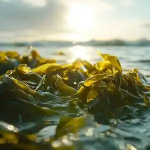 Seaweed Health Benefits and Medicinal Uses