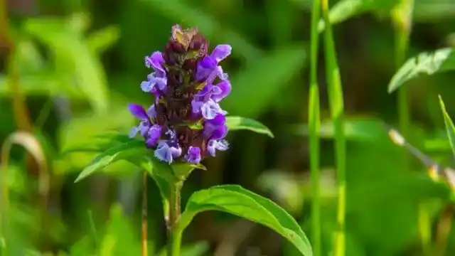 Self Heal