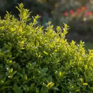 Shrubs Medicinal Uses and Benefits