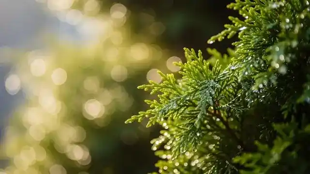 Cypress Essential Oil: Benefits, Uses and Types Explained