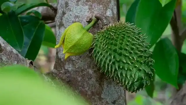 Soursop