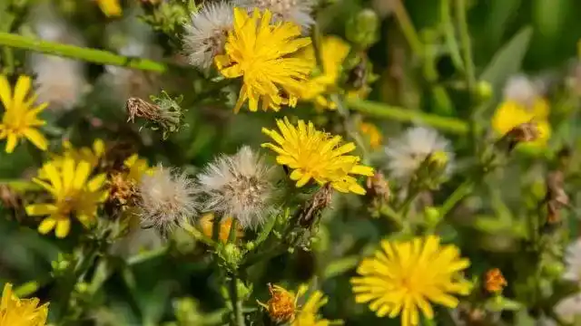 Sow Thistle