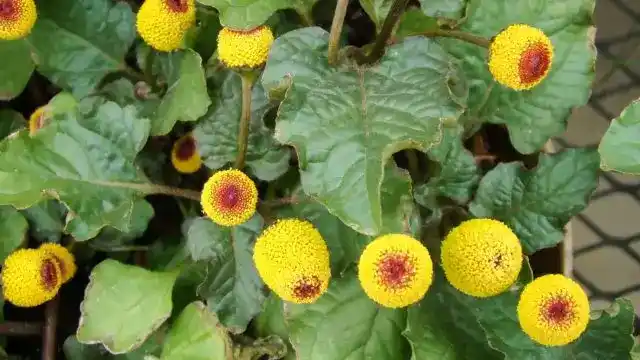 Spilanthes