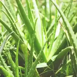 Succulents Health Benefits and Medicinal Uses