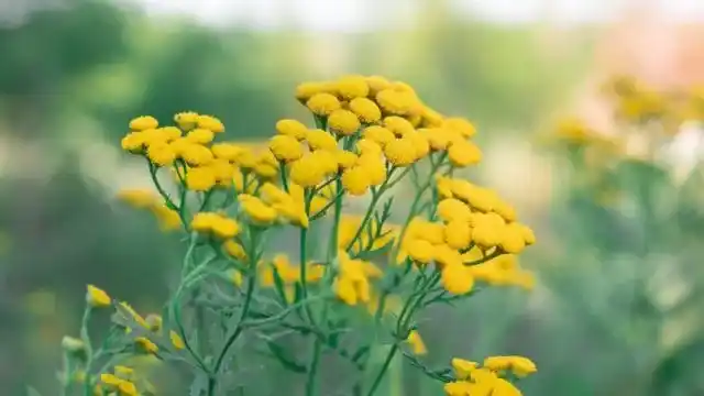 Tansy