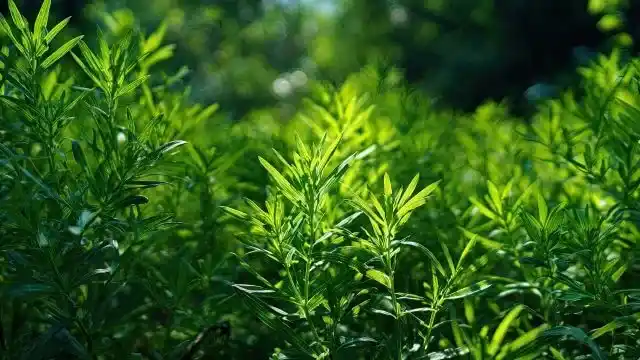 Tarragon Essential Oil