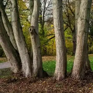 Trees Health Benefits and Medicinal Uses