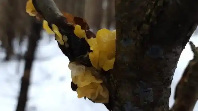 Tremella