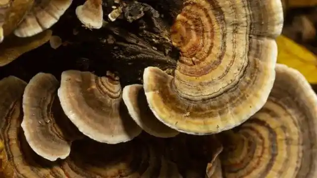 Turkey tail