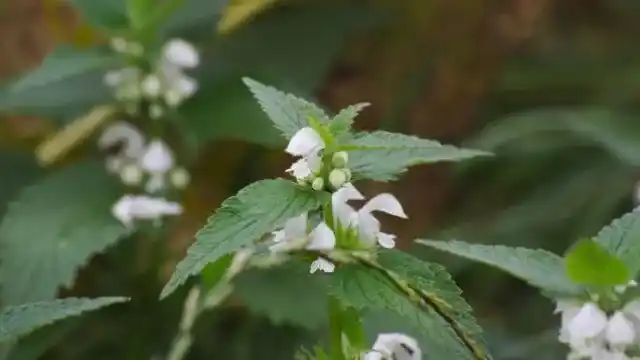White Deadnettle