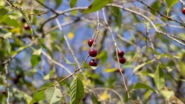 Wild Cherry
