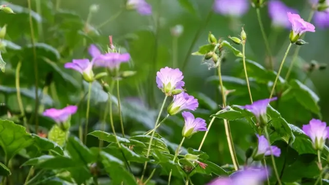Wild Geranium Flowers