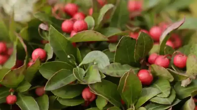 Wintergreen Essential Oil