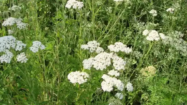 Yarrow