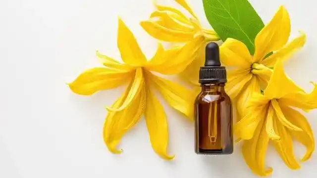 Ylang Ylang Essential Oil (All Versions)